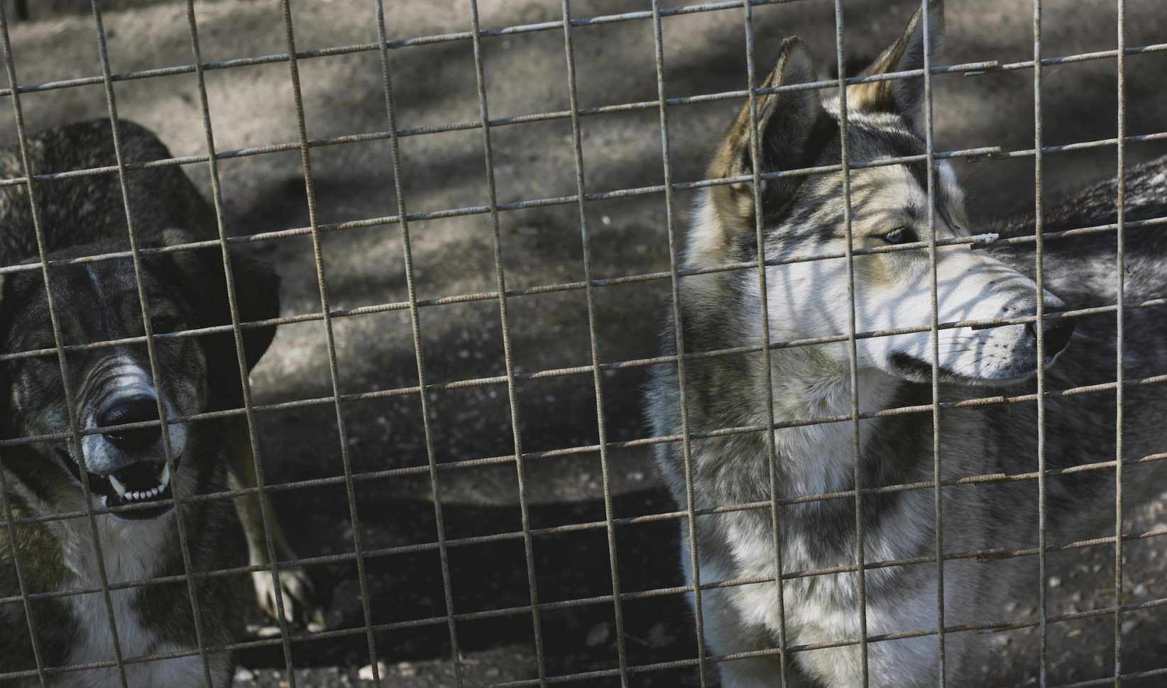 honden in kennel | Zevenjarig jongetje in België overleden na aanval door vijf honden