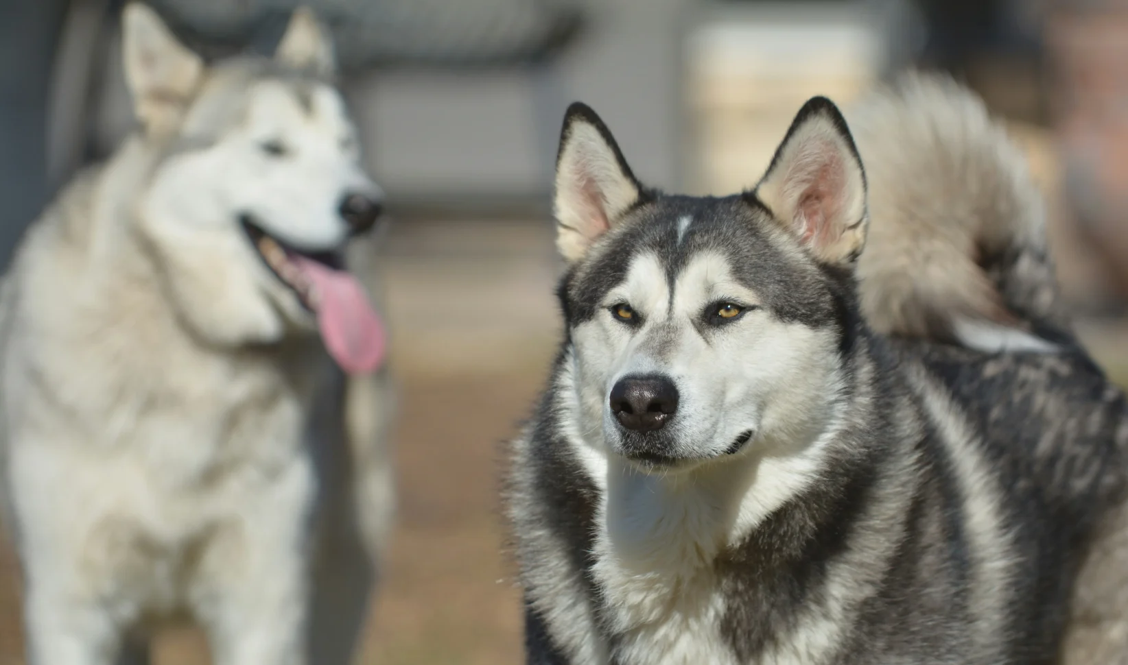 Honden geëuthanaseerd