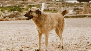 Thumbnail voor Hartverscheurende beelden: hond brengt zieke pup zélf naar dierenarts