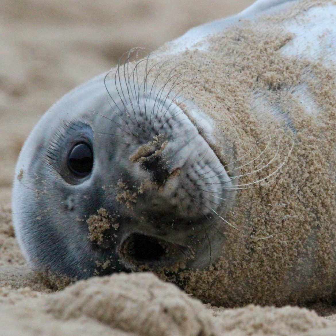 Zeehond kruipt hotelkamer binnen en wordt gestoord tijdens 'beautyslaap' in Vlissingen