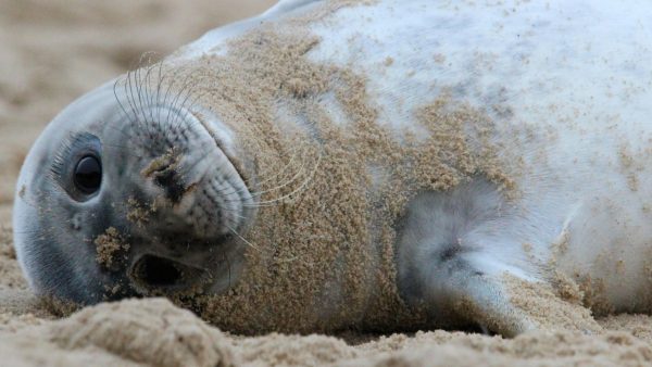 Zeehond kruipt hotelkamer binnen en wordt gestoord tijdens 'beautyslaap' in Vlissingen