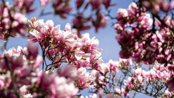 Zachte lente op komst: kans op fraaie lentedagen dit jaar groter