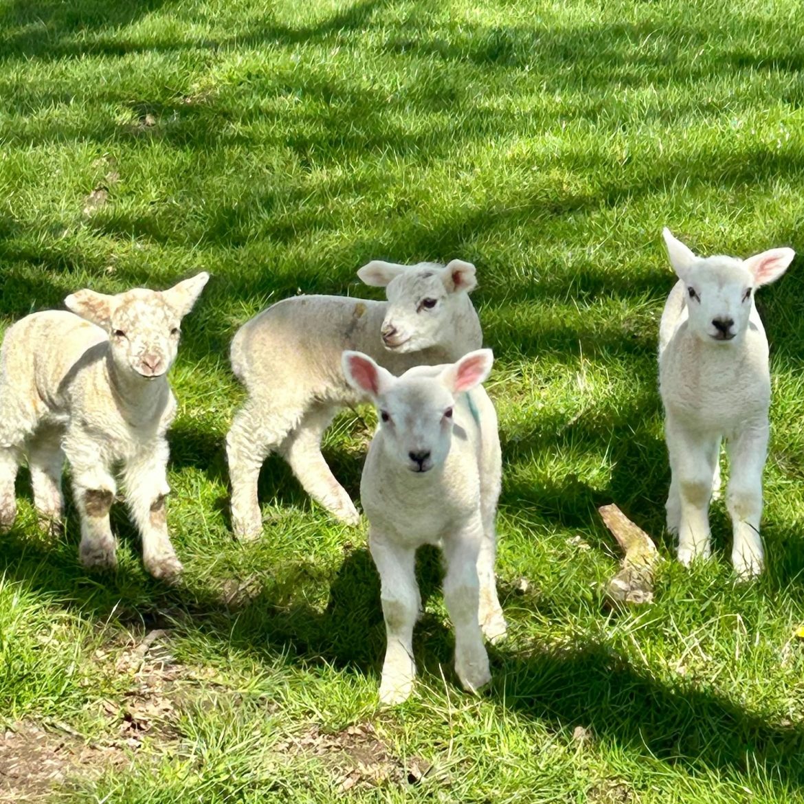 weerbericht maart lammetjes wei