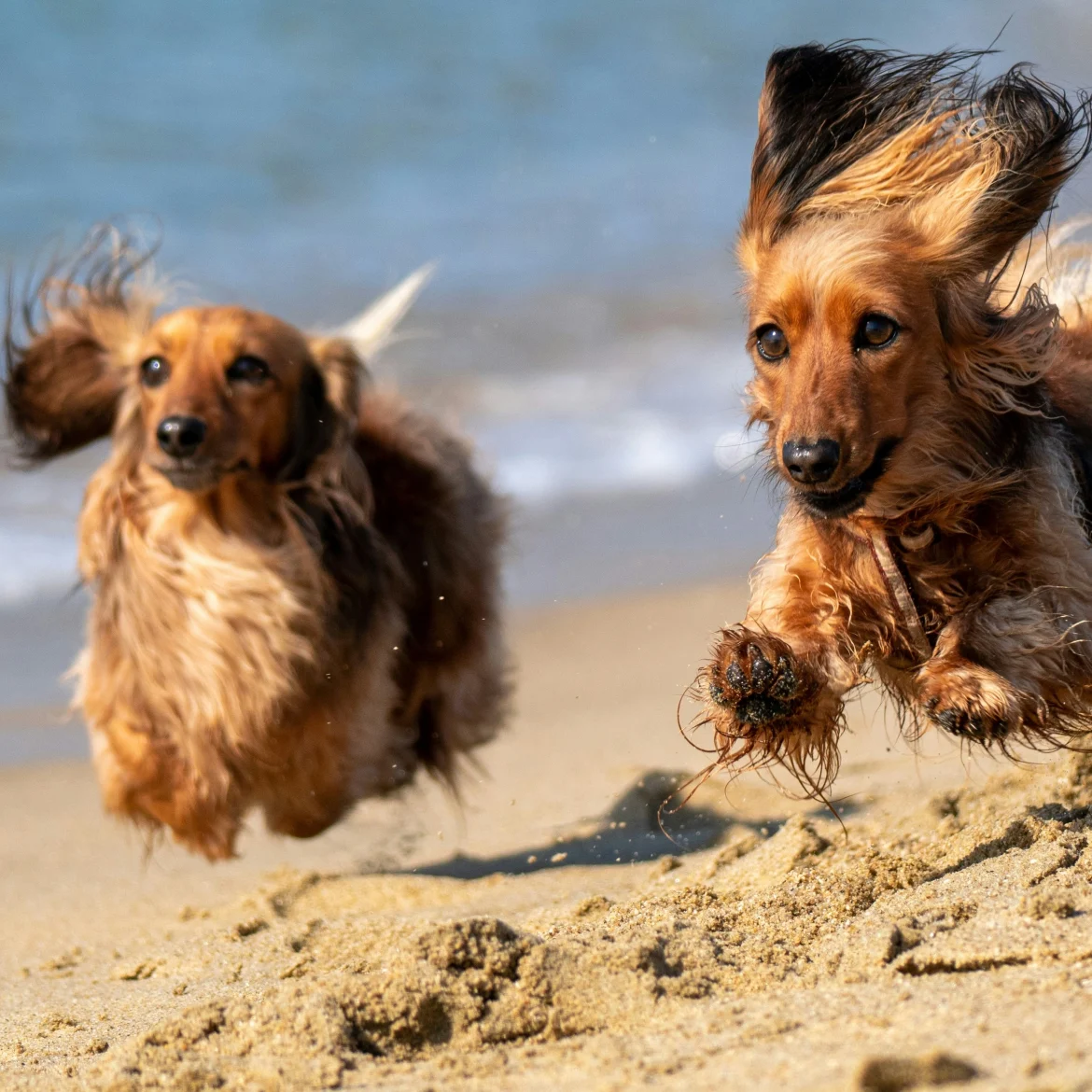 Honden op het strand