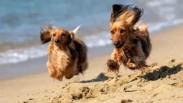 stranden hond