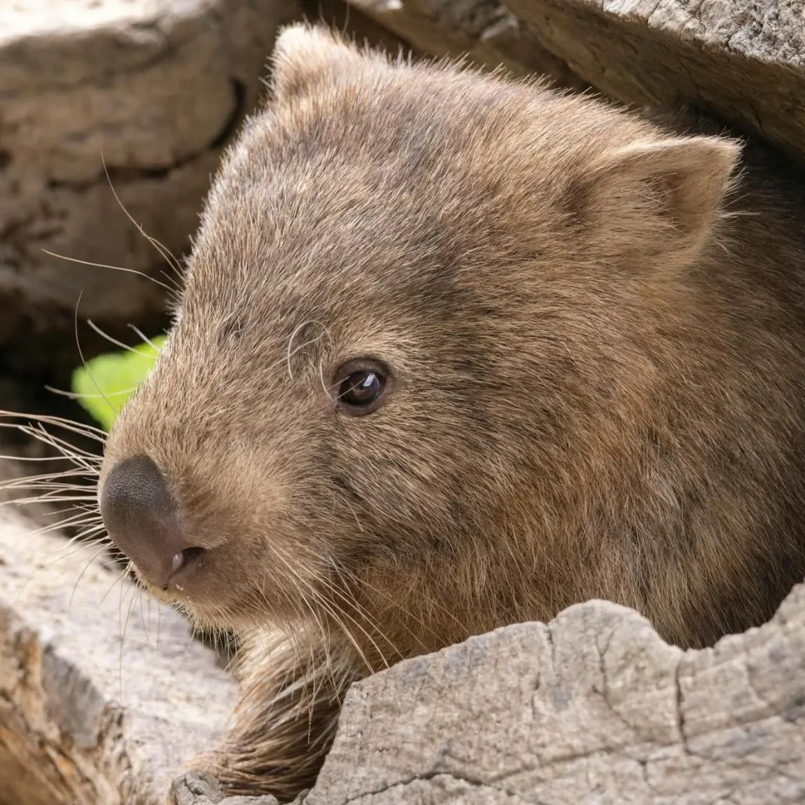 wombat in Australië | Amerikaanse influencer onder vuur na oppakken babywombat