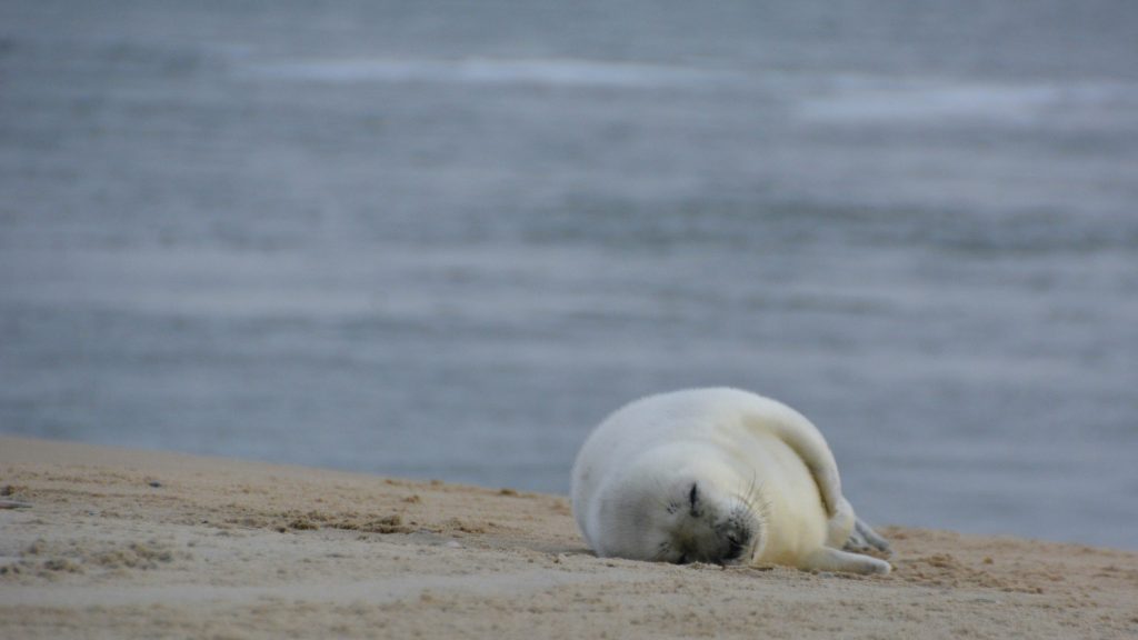 Vlieland -tips